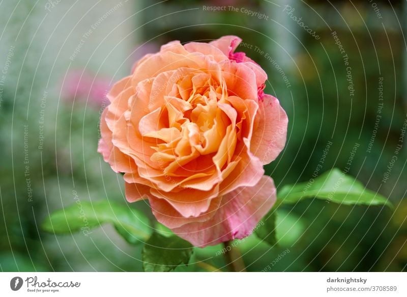 Splendid orange-red roses Flowering in a garden in summertime Love Beauty & Beauty lovely Close-up Exterior shot yellow pink Pink breeding Garden Deserted