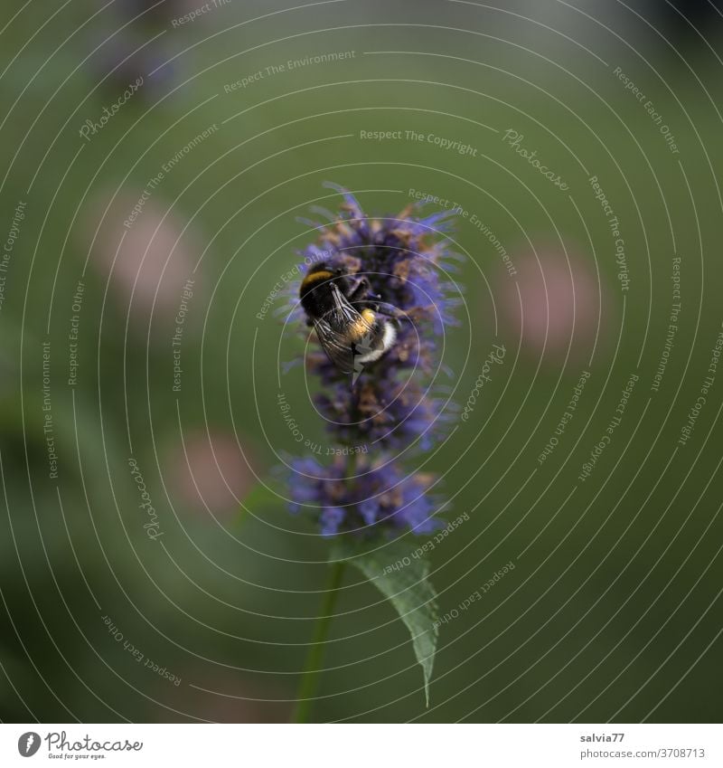 Favourite flower of the bumblebee scented nettle Agastache Bumble bee bleed Plant Nature flowers Summer Insect 1 Shallow depth of field Close-up green