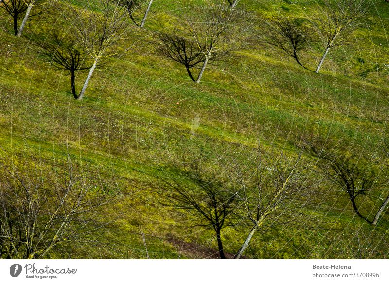 It's so green 1 Green Lawn trees Nature Exterior shot Meadow Colour photo