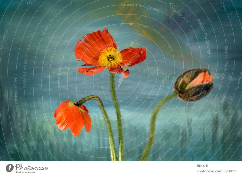 poppy Blossom Poppy Blue Orange Turquoise Beginning Transience Bud Still Life Colour photo Interior shot Deserted Shallow depth of field