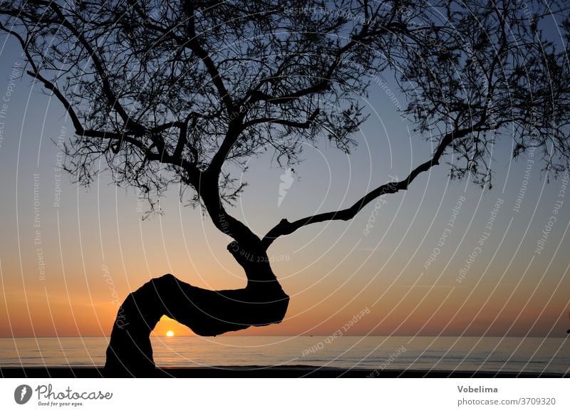 Tree at sunrise tree Dawn Morning Sky Sun morning sky Sunrise Warped Ocean Coast Landscape Nature dawn Individual branches twigs Branch Tree trunk slanting