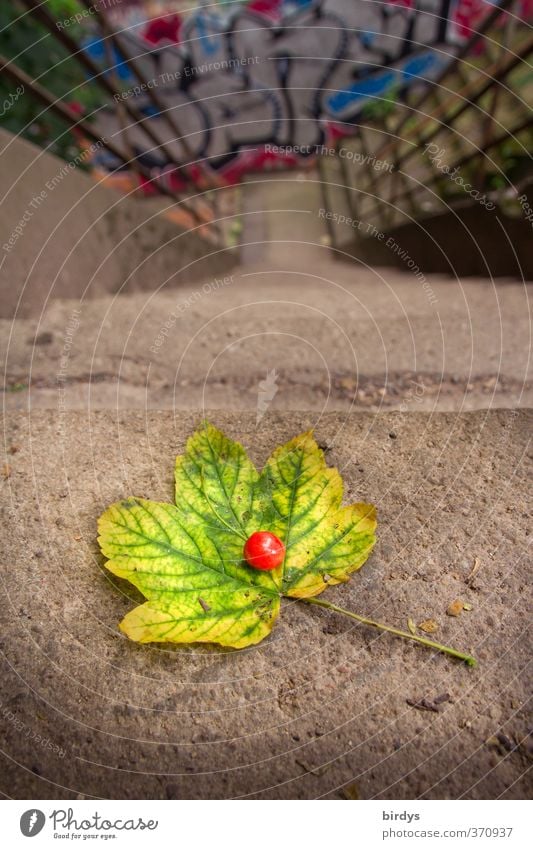 culture Culture Graffiti Summer Leaf Cherry Maple leaf Stairs Esthetic Exceptional Above Beautiful Yellow Green Red Uniqueness Art Perspective Town