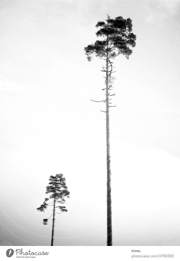 Tree nursery, private lessons Tree trunk Treetop tree Branch Sky Tall Winter two Jawbone difference Contrast variety miscellaneous Height difference high