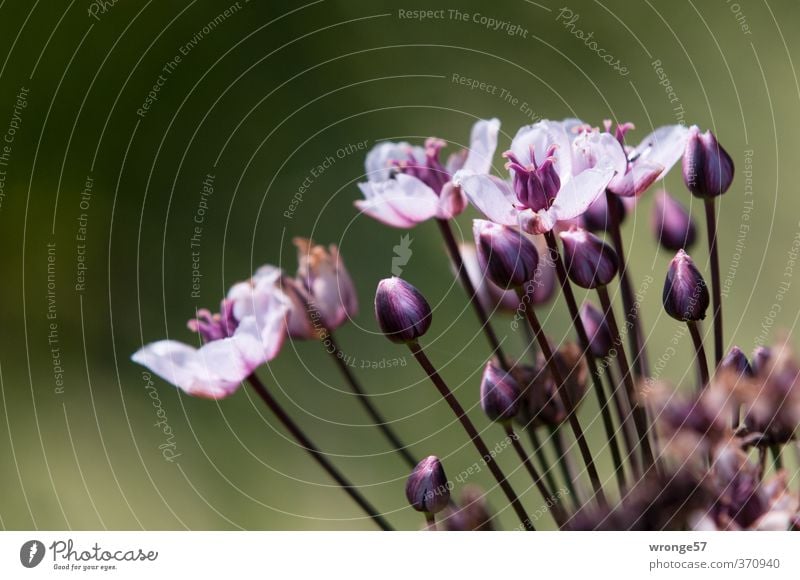 Flowers from the riverbank Nature Plant Blossom Wild plant River bank Brook Violet Part of the plant Bud Aquatic plant Detail Close-up Telephoto lens Delicate