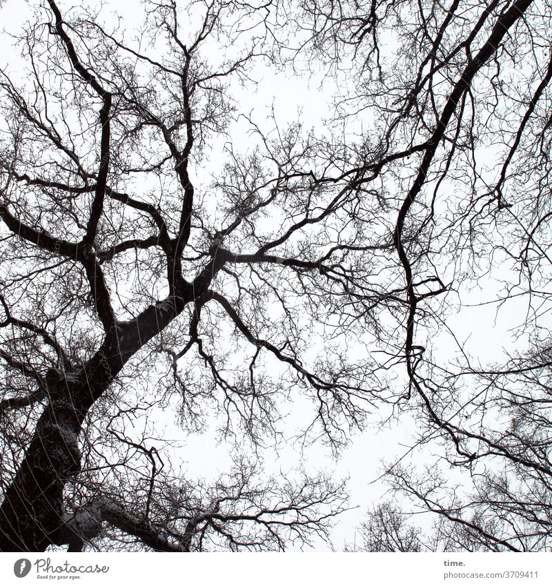 Autumn ahead (10) Gray structure Pattern Silhouette tree Worm's-eye view Branches and twigs Twig Treetop Branched Sky Complex Tall Fantasy wickerwork Tree trunk