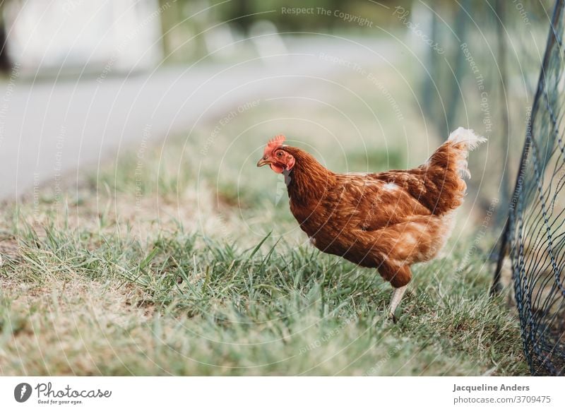 Chicken on the meadow in free range Meadow Fence Exterior shot Agriculture Poultry eggs birds Farm Farm animal Animal portrait Free-range rearing Nature Egg Pet