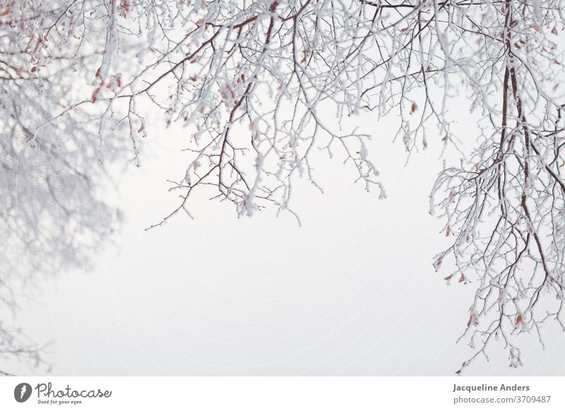 icy and snowy branches hang from the tree in the fog Ice chill Frozen Winter Frost Crystal structure Twig Branch Snow Macro (Extreme close-up) Fragile