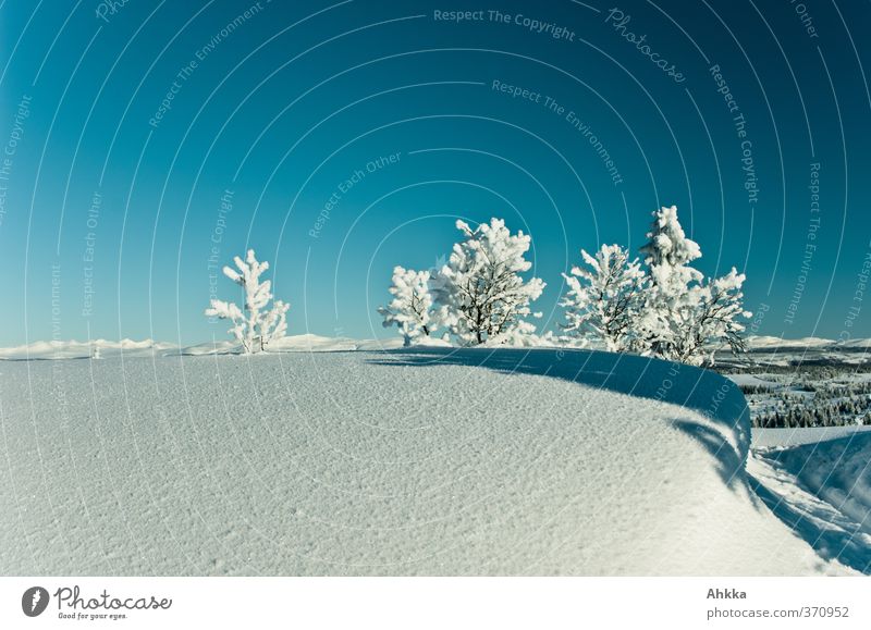 Small trees peeping out from a thick blanket of snow and standing out from a shadow Harmonious Calm Nature Landscape Sunlight Winter Snow Tree Mountain Fjeld