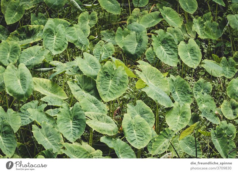 Leaves in the forest II Forest tree green Azores Dry Climate change Nature Exterior shot Deserted Plant Day Landscape flaked Beautiful weather Environment