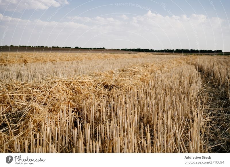 Field with harvested crop in sunlight field agriculture agronomy gold grass nature countryside blue sky landscape dry organic cut scenic straw farm plant