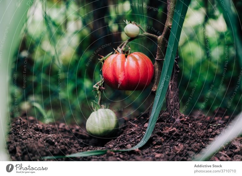 Red ripe tomatoes on branch in garden harvest red grow vegetable organic natural plant food cultivate growth season summer horticulture vegetate plantation