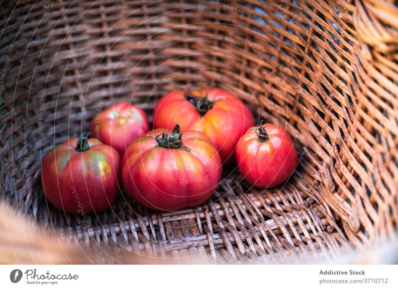 Basket with fresh ripe tomatoes harvest red basket vegetable natural organic food eco garden market grocery wicker plant cultivate season summer environment