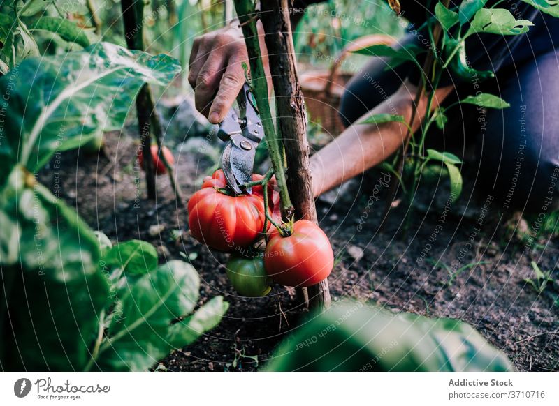 Gardener harvesting tomatoes in garden pick collect scissors tool gardener farmer cut red ripe grow vegetable organic natural plant food cultivate season summer