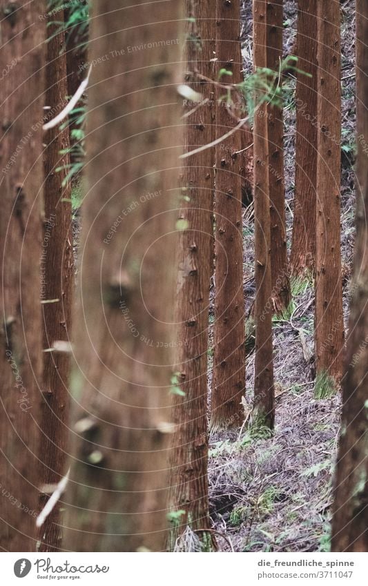 View into the forest III trunk Tree trunk Coniferous trees Deciduous tree Drought Mystic magical Gothic style Dry Branch green Forest Plant Deserted Environment