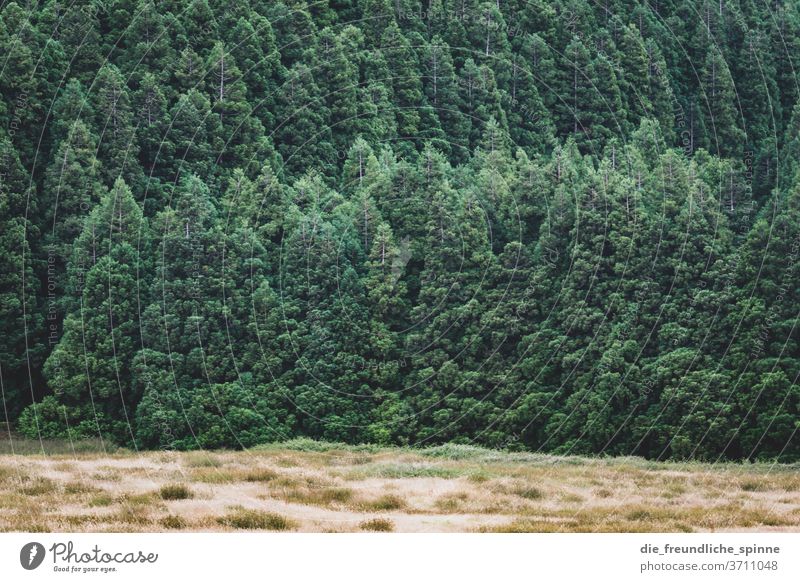 View into the forest II Forest Deciduous tree Coniferous trees Mixed forest Drought Dry Climate change Field Nature Exterior shot Deserted Plant Colour photo