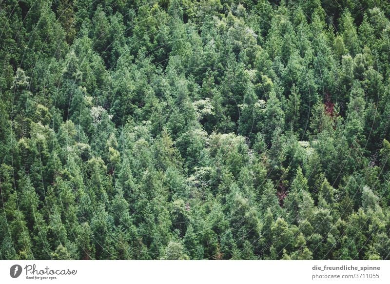 View into the forest I Forest tree green Azores Coniferous trees Deciduous tree Mixed forest Dry Climate change Nature Exterior shot Deserted Plant Day