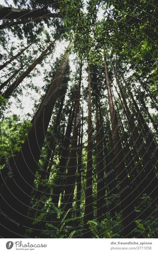 View into the forest II Forest tree green Azores Coniferous trees Deciduous tree Mixed forest Dry Climate change Nature Exterior shot Deserted Plant Day