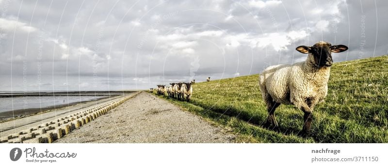 Sheep on the dike sheep Lamb's wool Flock Dike Ocean Coast