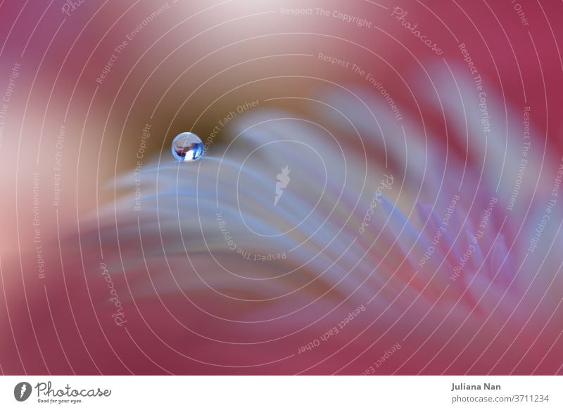 Beautiful Nature Background.Floral Art Design.Abstract Macro Photography.Gerbera Daisy Flower.Pastel Flowers.Violet Background.Creative Artistic Wallpaper.Wedding Invitation.Celebration,love.Close up View.Happy Holidays.Pink Color.Copy Space.Water Drops.