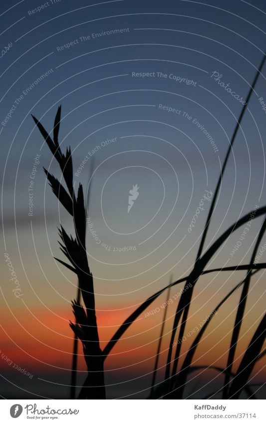 marram grass Beach Sunset Ocean Beach dune Sand