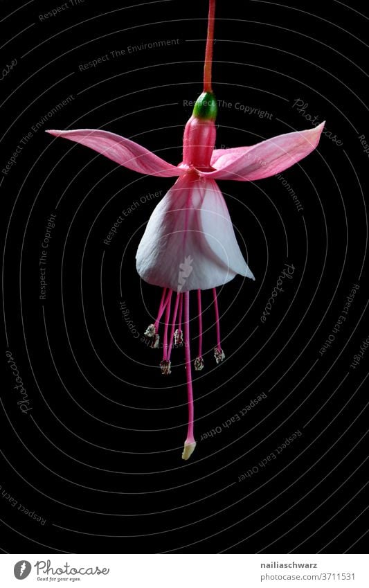 Fuchsias Fuchsia flower Oenothera Lifestyle studio light Studio lighting Studio shot black background Black Plant flowers already Pink green Elegant Close-up