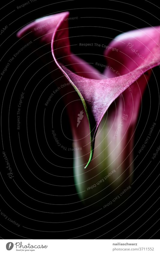 Zantedeschia Koala flowers Purple Flower purple blossom Nature cut flower Black already Beauty & Beauty Beauty of nature Ostrich black background Elegant