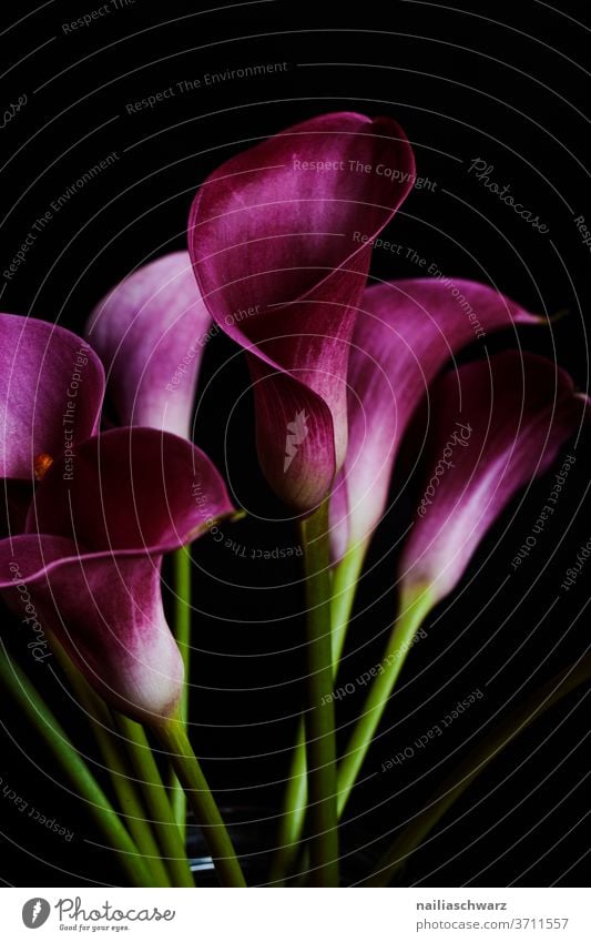 Zantedeschia flowers Purple Flower purple blossom Nature cut flower Black already Beauty & Beauty Beauty of nature Ostrich black background Elegant Colour photo