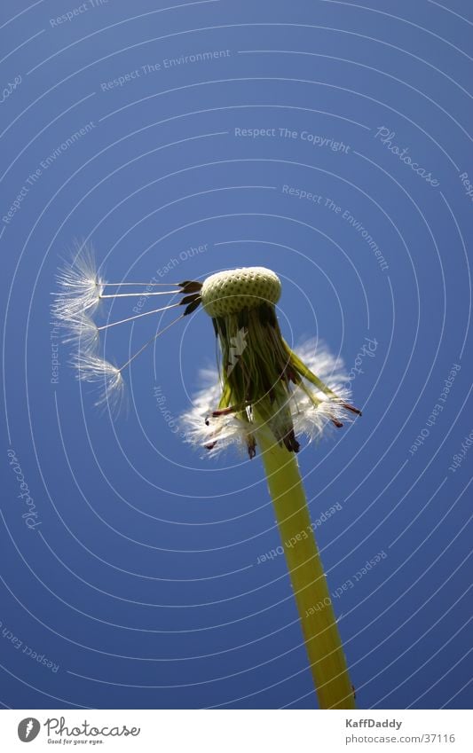 The last four Dandelion Flower Summer left Seed Loneliness