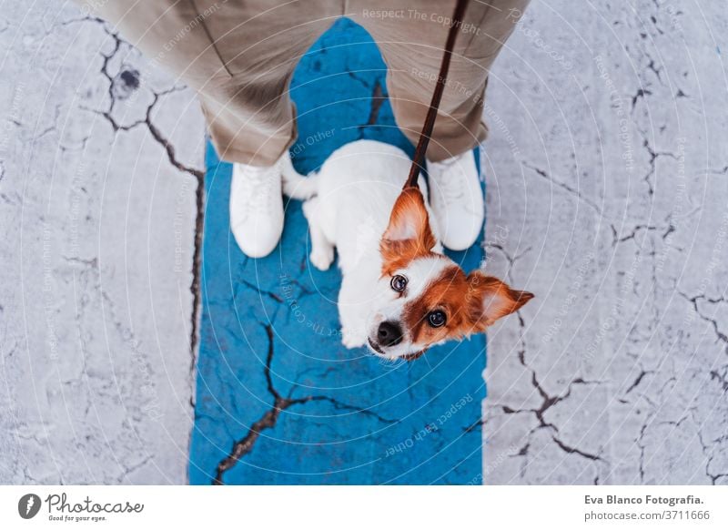 top view of woman on pedestrian crossing wearing, cute jack russell dog besides. New normal concept street protective mask new normal pet walking urban city