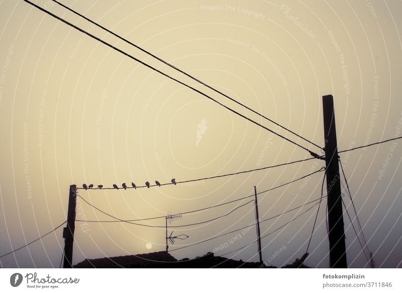 Birds on power line in fog and twilight power cables Electricity pylon cable network dim light Lamp post morning light Pole morning mood Cable evening mood