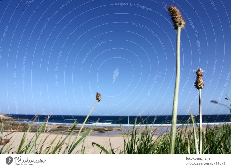 Dune grass in the foreground with view of beach and sea grasslands Grass Marram grass Blade of grass Beach Beach dune Environment Nature Exterior shot Coast