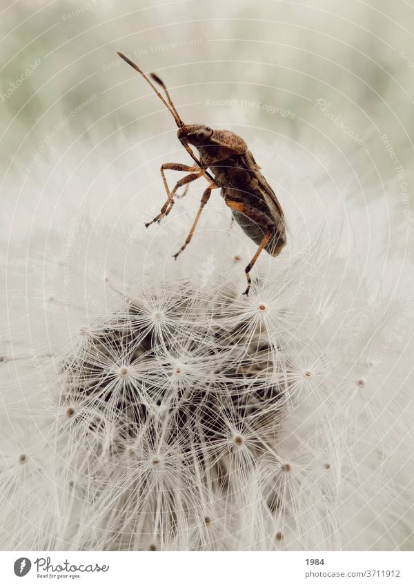 Beetle on dandelion Insect Macro (Extreme close-up) White Crawl Close-up Animal Small Exterior shot Nature