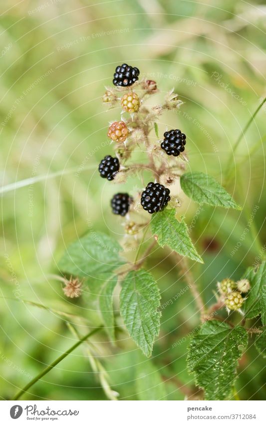 wilde früchte Wald Wildpflanze Brombeeren schwarz grün Natur Pflanze Nahaufnahme