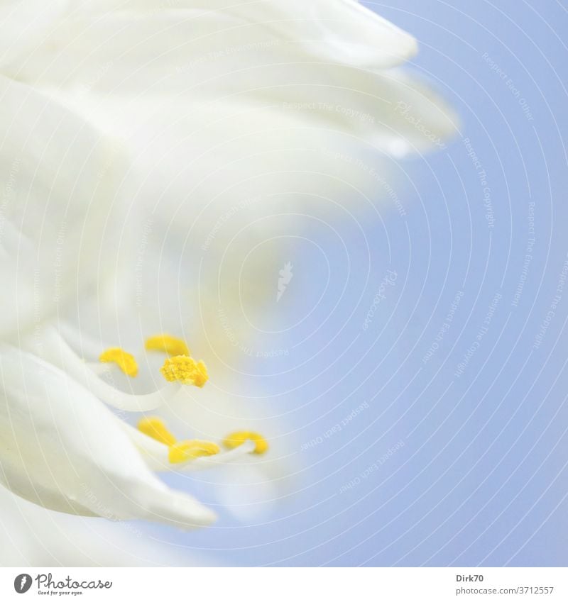 Detail of a white blossom bleed Blossom leave filament Stamen pollen Pollen White Blue Neutral Background Delicate Bright wax Blossoming Growth Beauty & Beauty