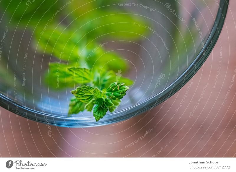 fresh lemon balm in a glass jug for lemon balm tea attentiveness detail Glass Glass pitcher Interior shot can Water jug macro Balm Melissa tea Close-up Annoy