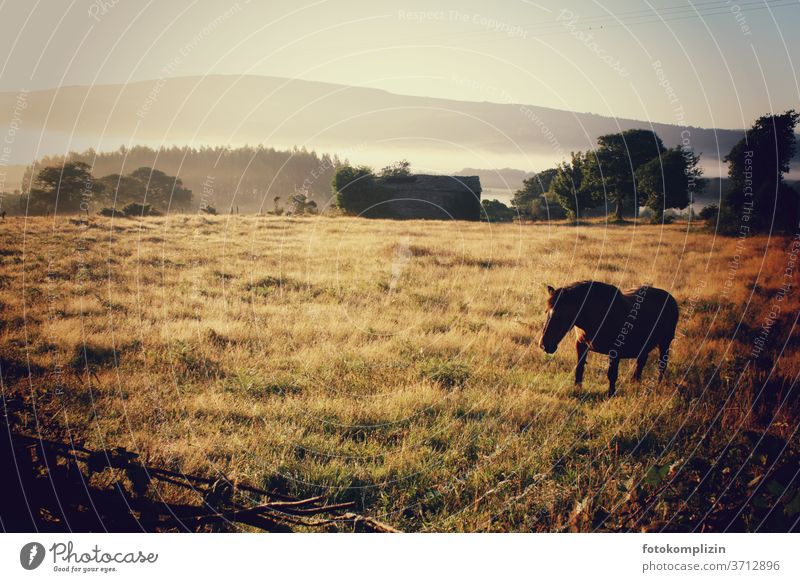 Horse on a golden meadow in the morning mist paddock Willow tree Meadow Morning fog early morning mist Landscape Farm animal Nature Animal Grass morning hour