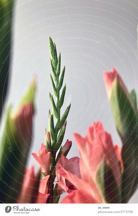 gladiolas flowers Gladiola Plant bleed Nature Colour photo Blossoming Garden Summer green Close-up Detail Blur Shallow depth of field Macro (Extreme close-up)