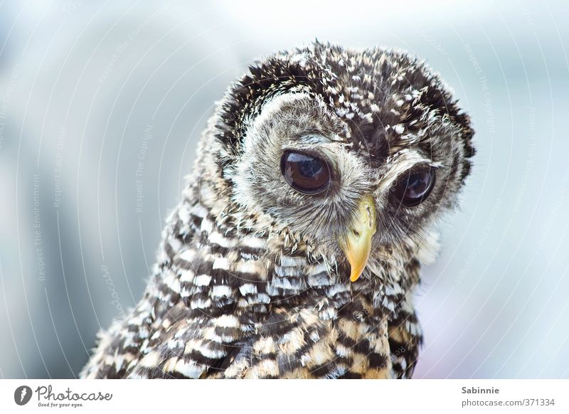 Shy and weird Animal Wild animal Bird Animal face Wing Beak Owl birds Owl eyes Exceptional Soft Beautiful Cute Timidity Bird of prey Strix Colour photo