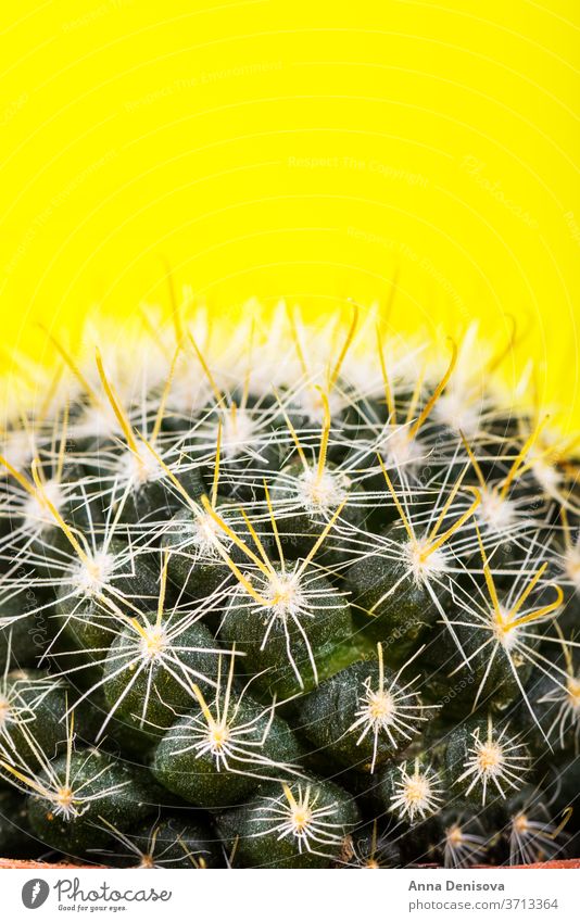 Tiny Cactus in the Pot on Bright Neon Background. Saturated Imag cactus neon design minimal fashion background minimalism saturation hue surge pink art green