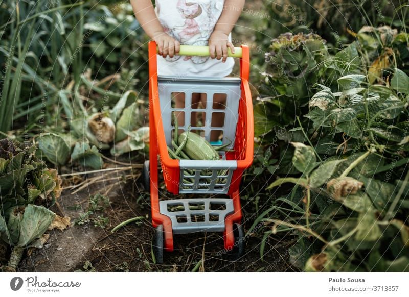 Child with cart picking vegetables from garden childhood Organic produce Organic farming Vegetarian diet Vegetable veggie Fresh freshness Healthy Food Nutrition