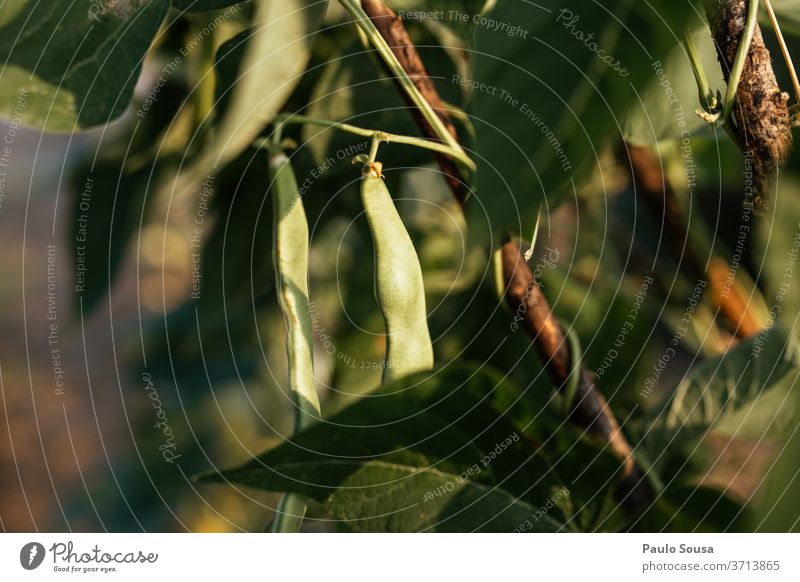 Close up green beans Beans veggie Vegetarian diet Vegetable Food Diet Colour photo Green Nutrition Healthy Vegan diet Organic produce Healthy Eating Fresh