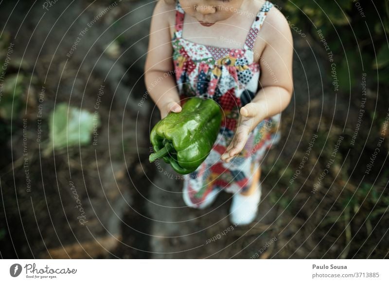 Child holding green pepper Green Pepper Organic produce Organic farming Fresh freshness Vegetable Colour photo Food Vegetarian diet Healthy Nutrition Red