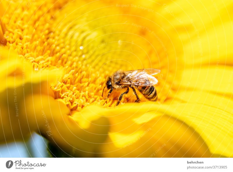 rain silly Nectar Honey Pollen Animal Sunflower Close-up Meadow Grand piano Flying Bee Bumble bee Garden Landscape already Blossom leave Environment Warmth