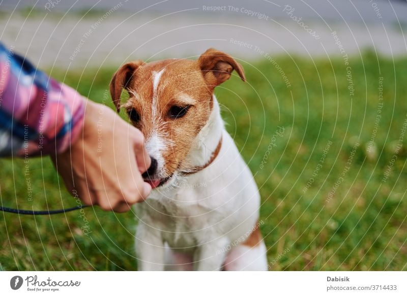 Owner feed his dog outside. Jack Russel terrier eat food from owner hand pet play portrait puppy cute happy adorable brown face breed domestic park doggy animal