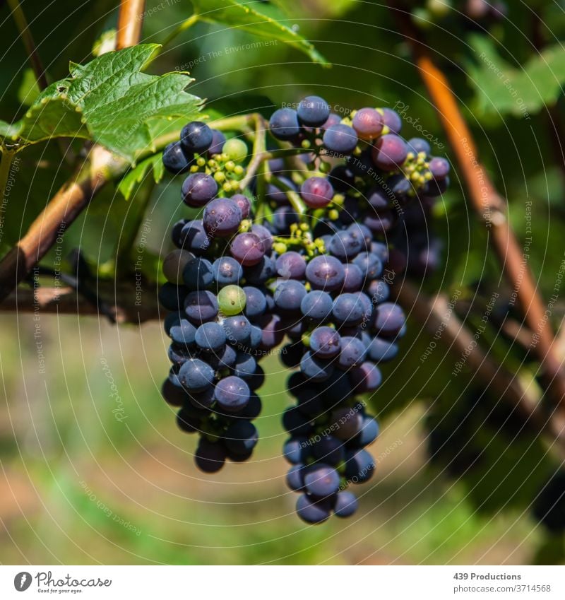 Blue grapes of a vineyard Wine Wine growing Winery Winegrower Vine Vineyard blue Grapes grapes  still life Grape harvest Plant Bunch of grapes