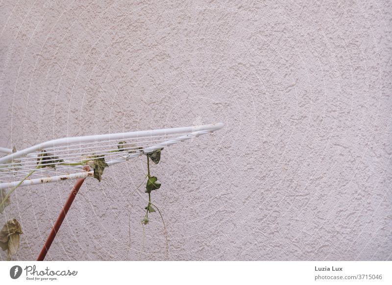 An old clotheshorse, long since unused and conquered by ivy Cotheshorse Ivy house wall Wall (building) roughcast green Old Whimsical Nature Plant Climber vine