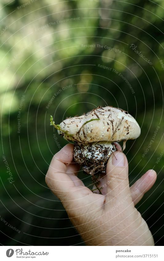 little wood gnome Mushroom Forest by hand stop Indicate Earth Close-up present frowzy Gnome