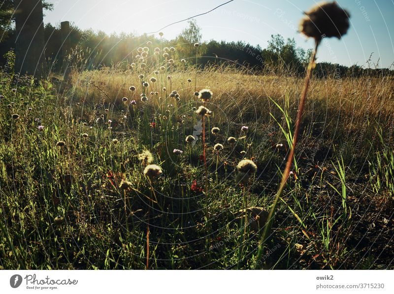 edge of the field Meadow Deserted Plant Colour photo Day Summer Exterior shot Nature Environment natural Shallow depth of field Beautiful weather Sunlight