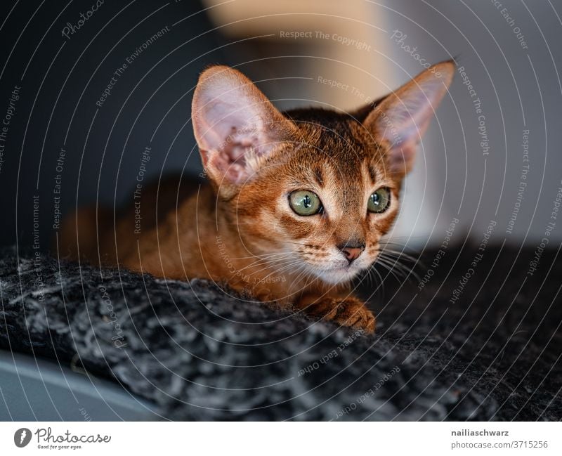 Cat lies on the carpet Abyssinian cats natural Idyll Happiness Interest Contentment Interior shot Elegant Love of animals Pet Lifestyle Animal face Baby animal