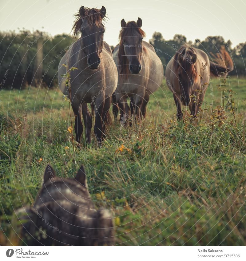 three wild horses looking to husky dog hiding in grass animal nature field brown meadow foal animals mammal stallion rural green herd young summer Colour photo